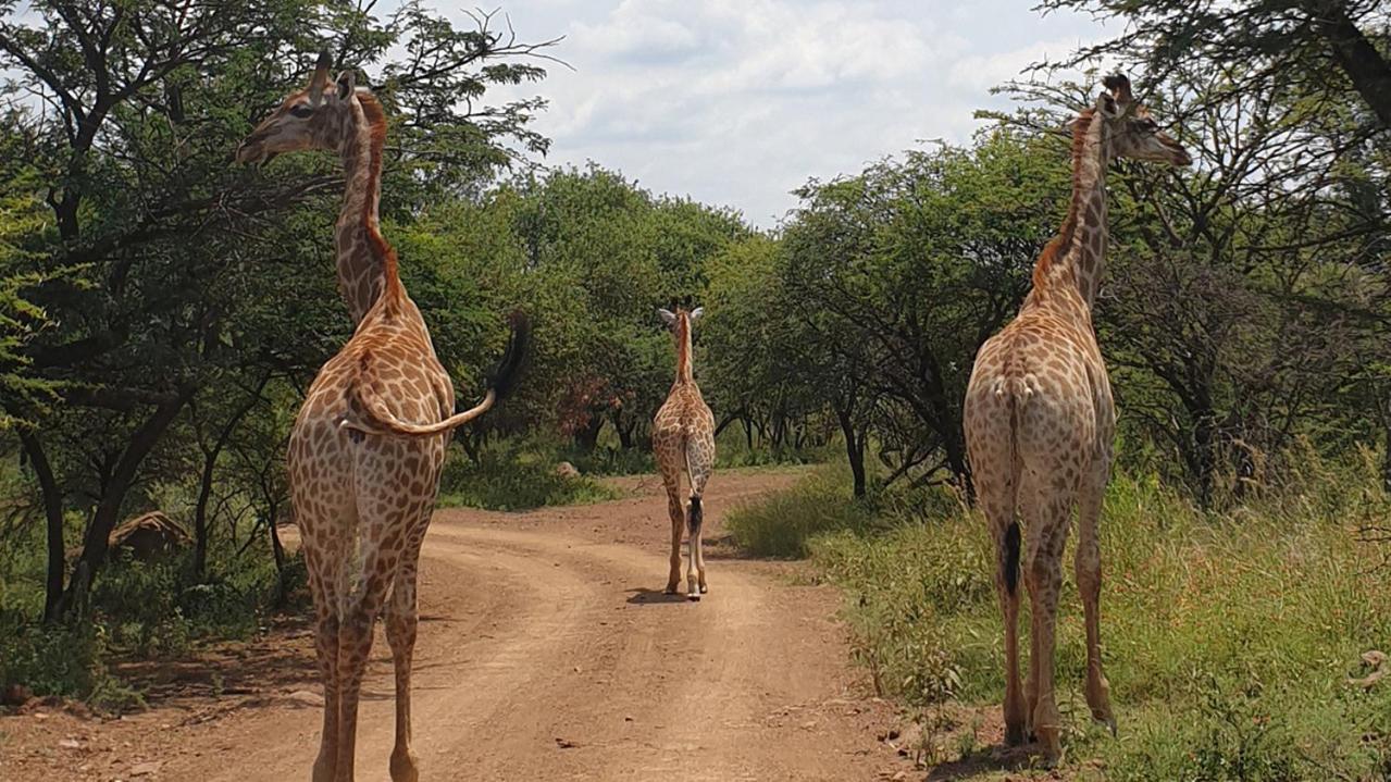Monateng Safari Lodge Wallmannstal Εξωτερικό φωτογραφία